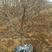 石榴树，1-20公分石榴树，石榴苗，泰山红石榴树