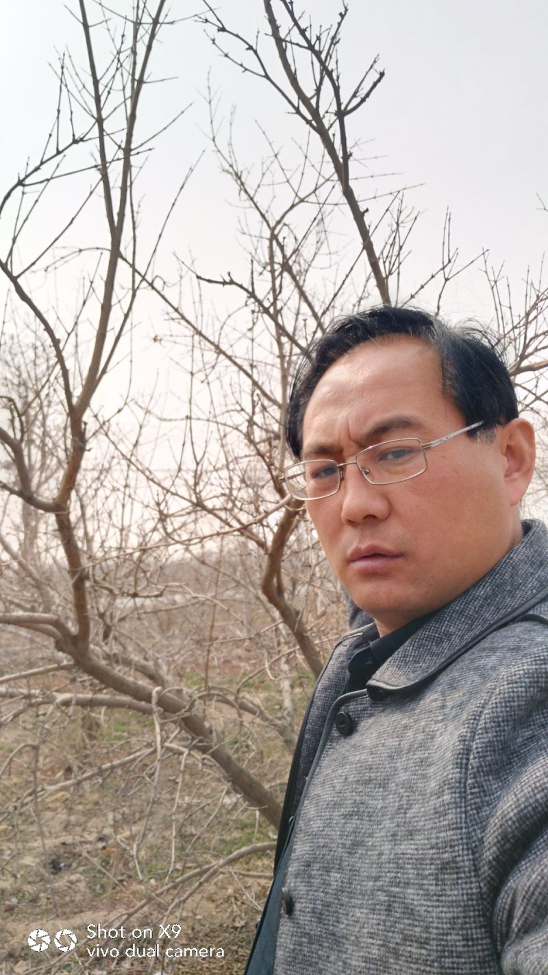 石榴树，1-20公分石榴树，石榴苗，泰山红石榴树
