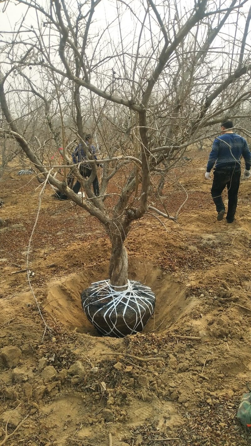 石榴树，1-20公分石榴树，石榴苗，泰山红石榴树