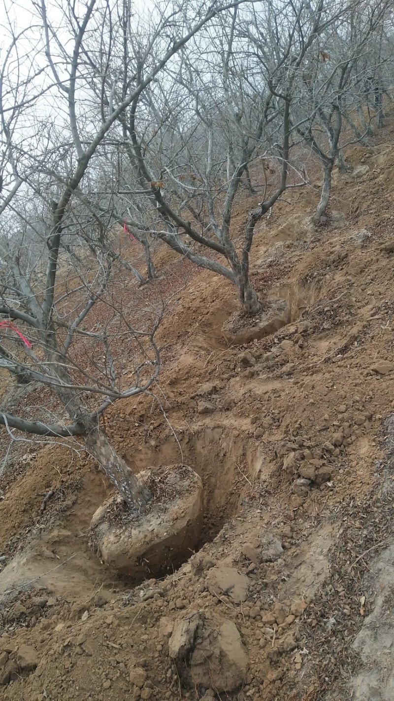 石榴树，1-20公分石榴树，石榴苗，泰山红石榴树
