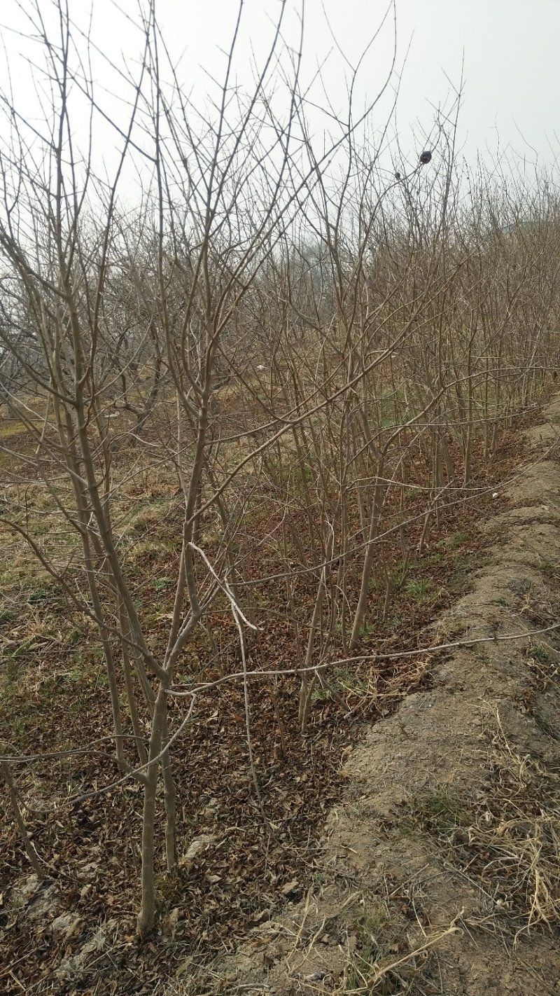 石榴树，1-20公分石榴树，石榴苗，泰山红石榴树