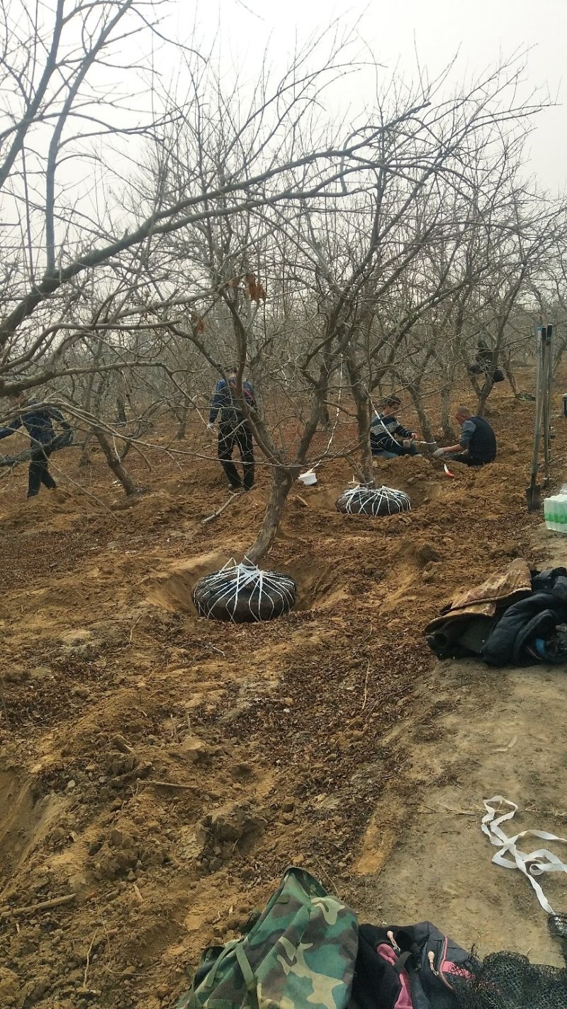 石榴树，1-20公分石榴树，石榴苗，泰山红石榴树