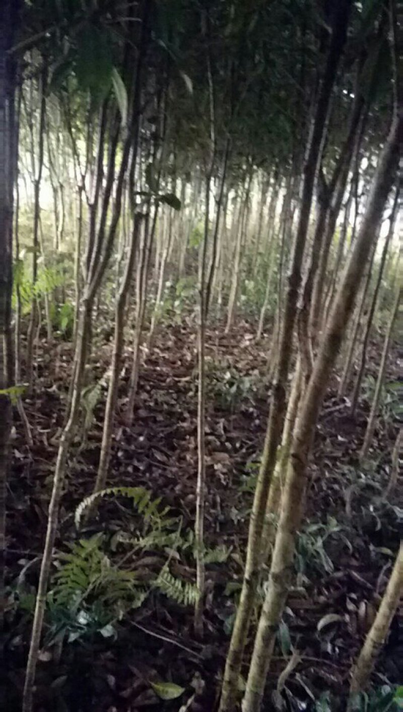 桂花树