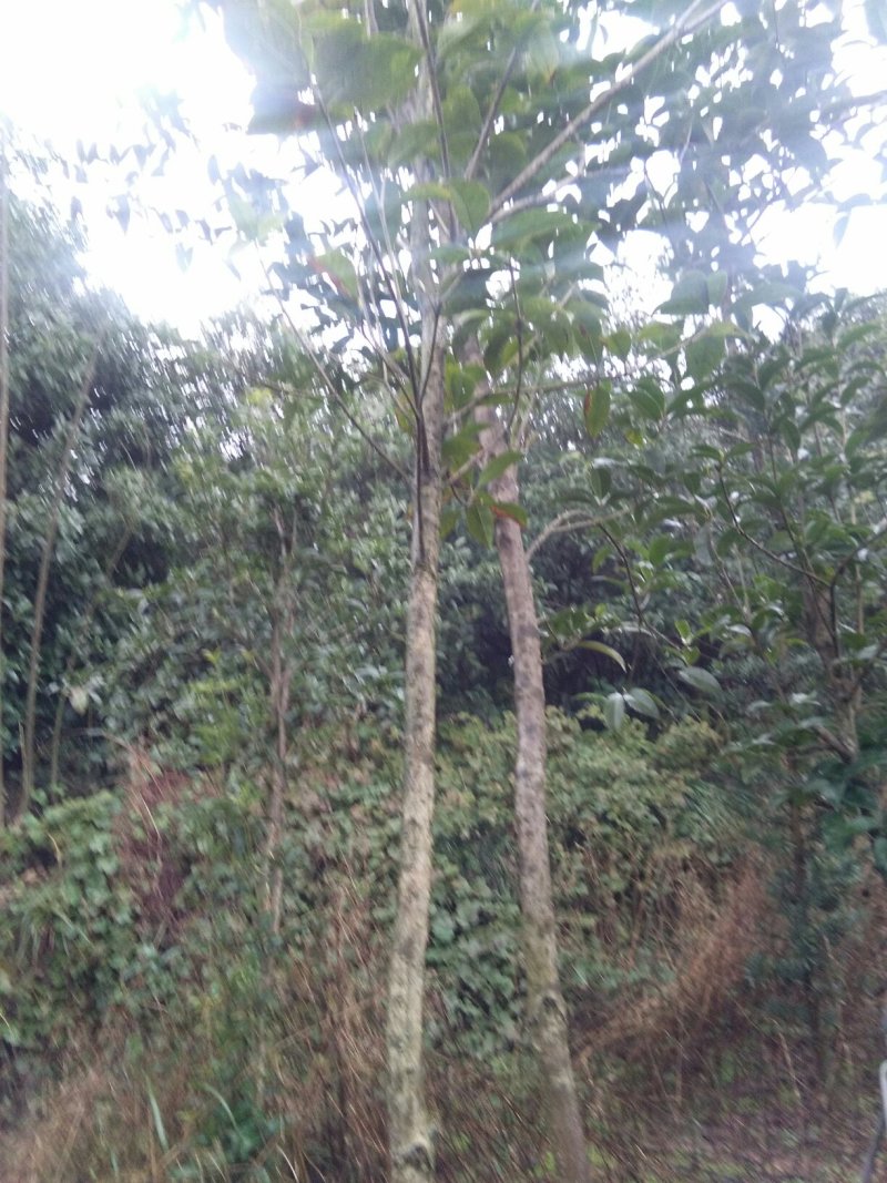 桂花树