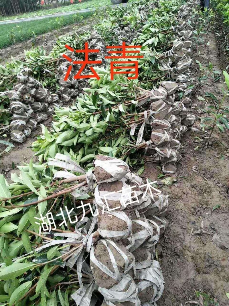 法国冬青杜鹃金叶女贞红继木黄杨