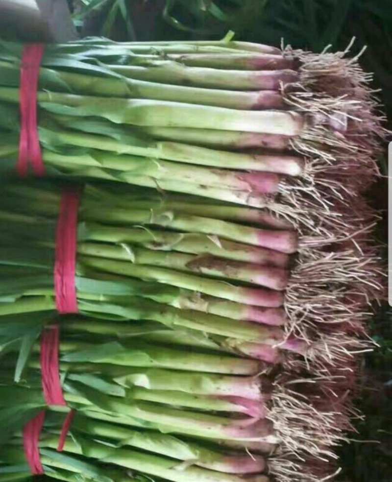 精品水洗蒜苗✔红根蒜苗✔产地直销✔量大从优✔合作共赢✔