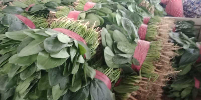 滑县万亩园区菠菜，现挖现发，批发供应，商超品质，欢迎选购咨询