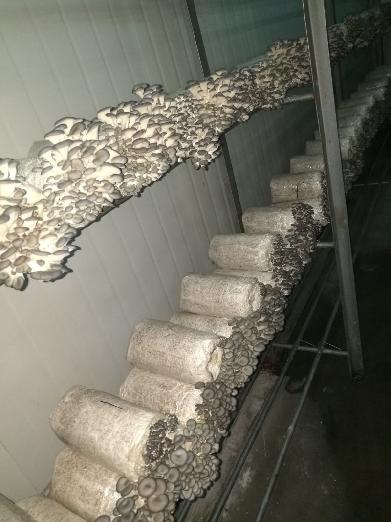 平菇菌种产量高颜色黑