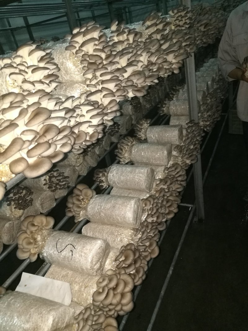 平菇菌种产量高颜色黑
