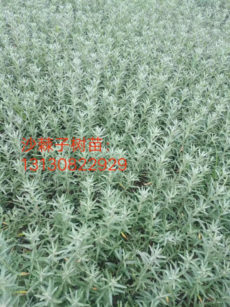 文冠果苗，高度40-1米以上，沙棘苗，高度，40-80