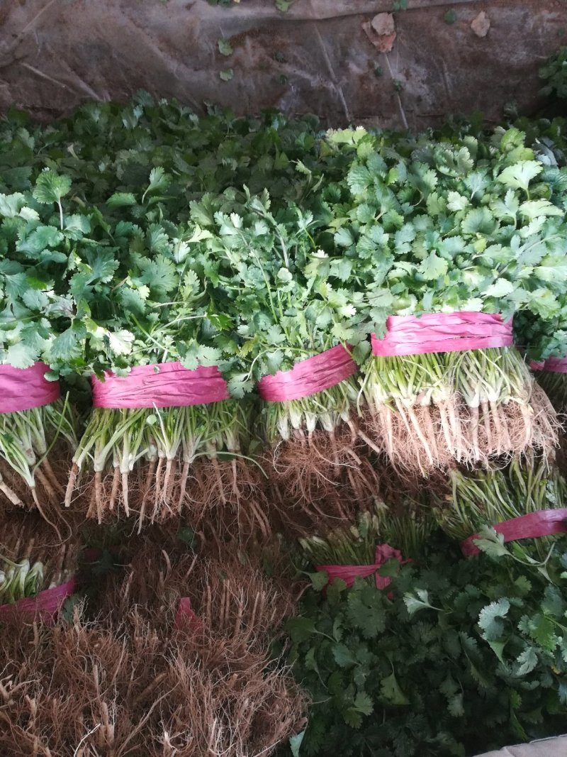 大叶香菜蔬菜产区直供自营市场统一分拣包装全国发货