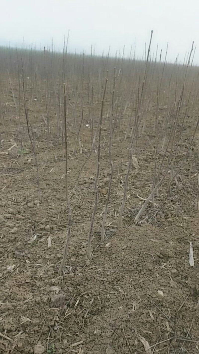 楸树，梓树苗，