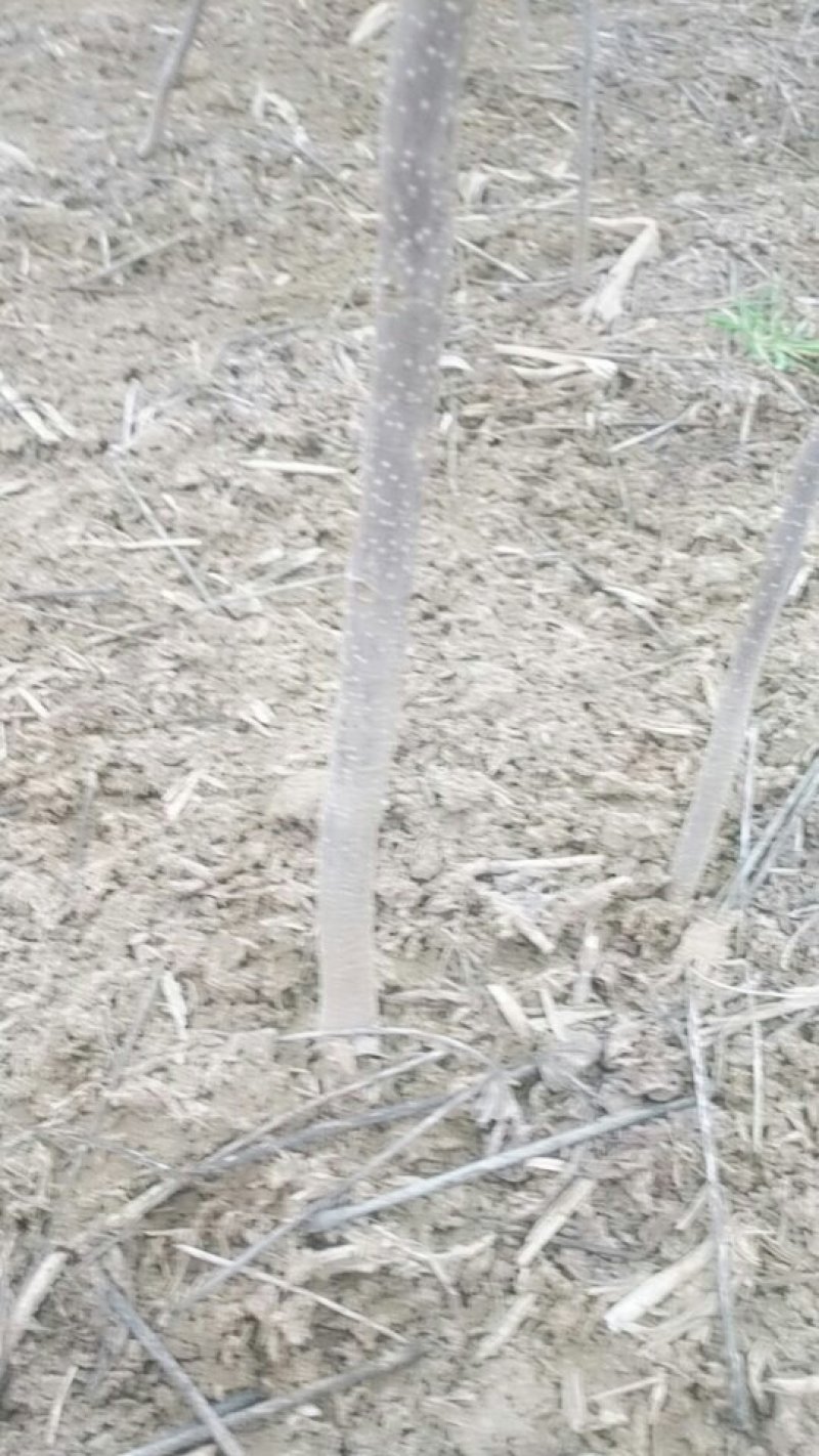 楸树，梓树苗，