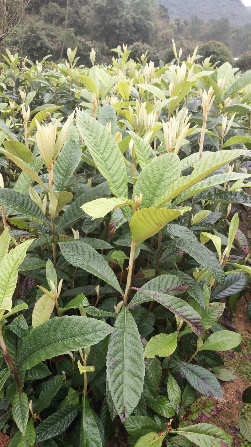 枇杷苗，批杷实生苗，自家种植全程技术指导。一手货源