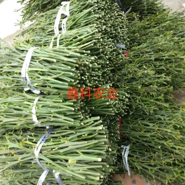 无核沃柑枝条,可实地考察,包邮包技术,签订合同,苗圃直供