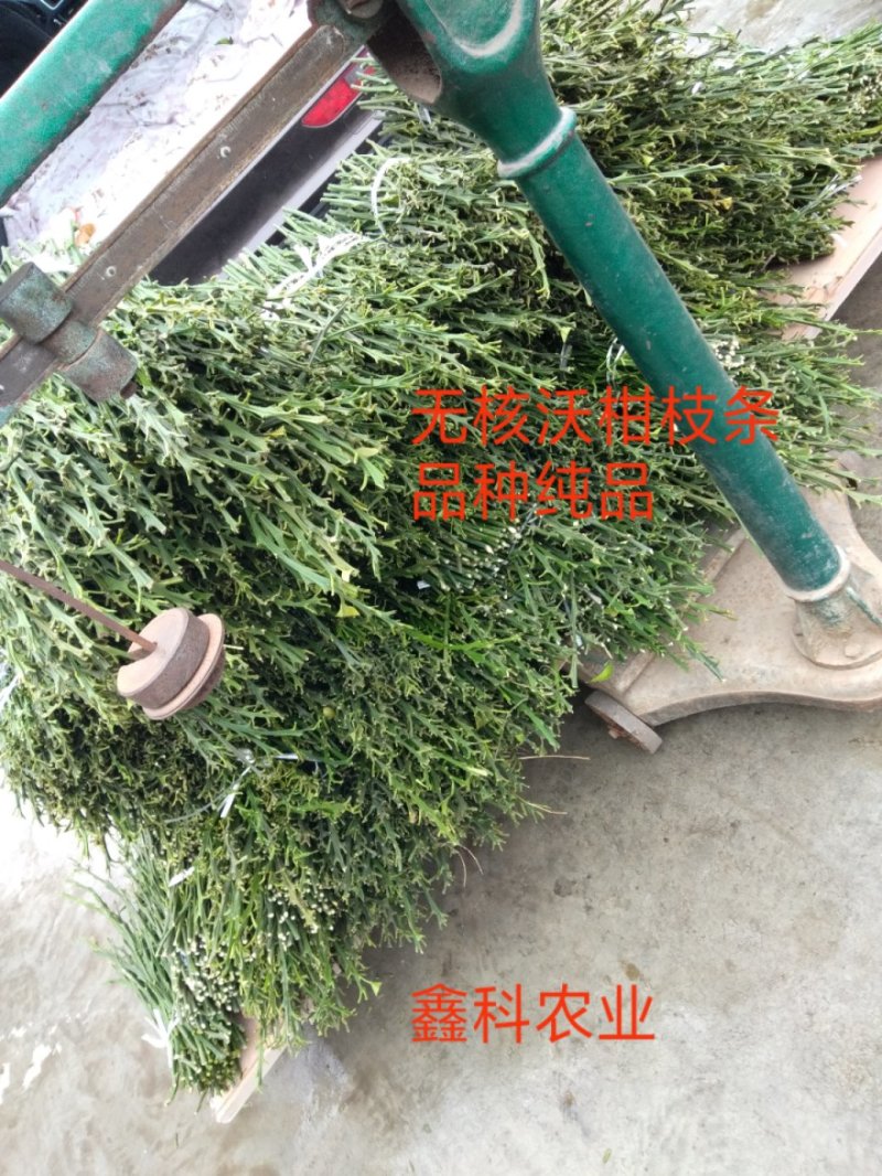 无核沃柑枝条，50亩基地，可实地考察，量大从优，品种纯正