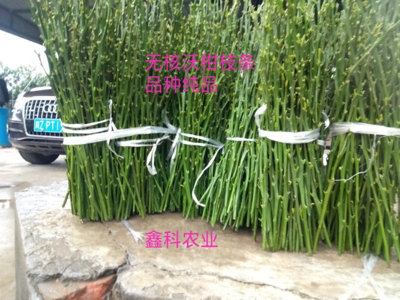 无核沃柑枝条，50亩基地，可实地考察，量大从优，品种纯正