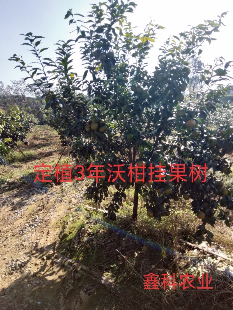 无核沃柑枝条，50亩基地，可实地考察，量大从优，品种纯正
