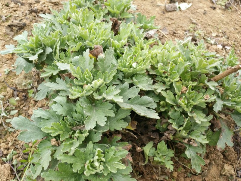 金丝皇菊种苗，贡菊种苗，铁木山苗
