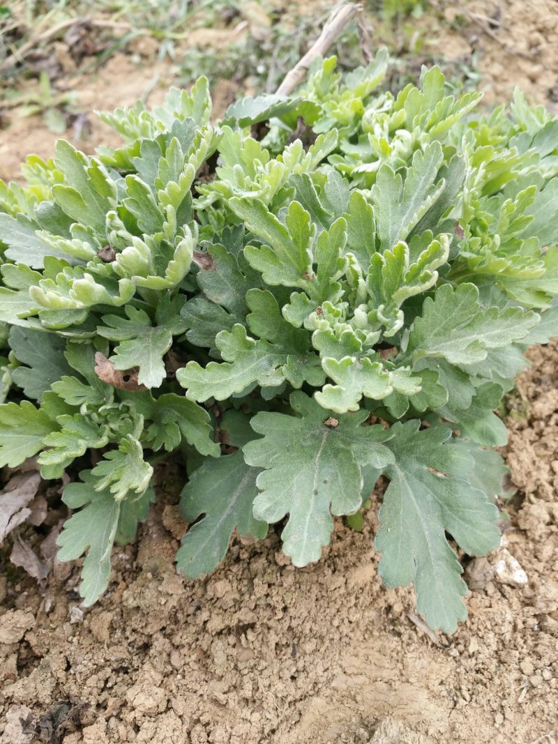 金丝皇菊种苗，贡菊种苗，铁木山苗