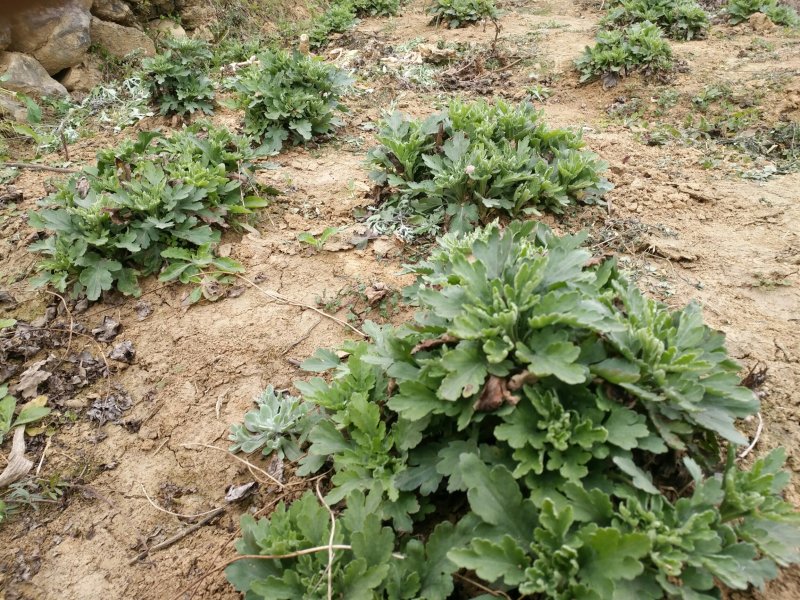 金丝皇菊种苗，贡菊种苗，铁木山苗