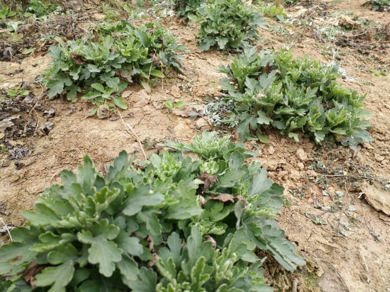 金丝皇菊种苗，贡菊种苗，铁木山苗