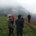 金丝皇菊种苗，贡菊种苗，铁木山苗