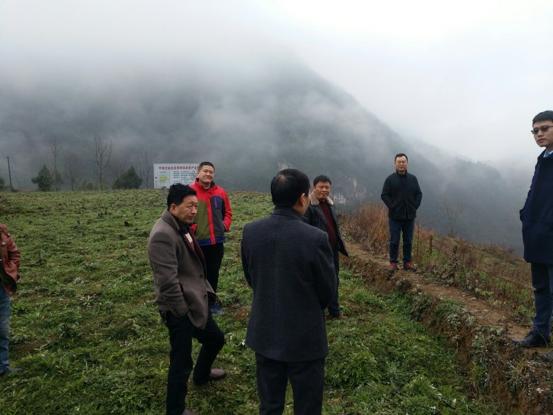 金丝皇菊种苗，贡菊种苗，铁木山苗