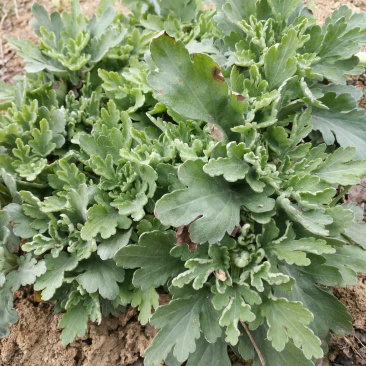 金丝皇菊种苗，贡菊种苗，铁木山苗