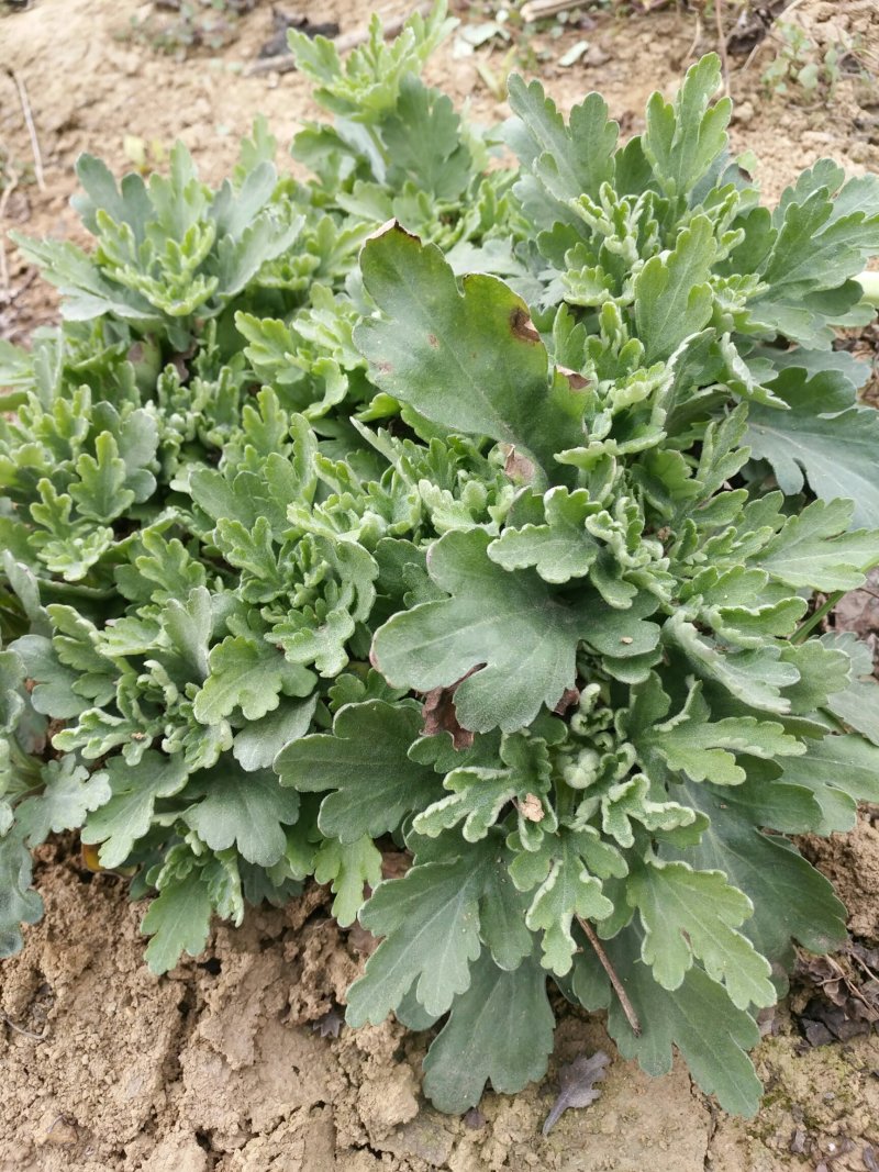 金丝皇菊种苗，贡菊种苗，铁木山苗