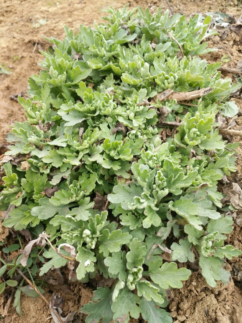 金丝皇菊种苗，贡菊种苗，铁木山苗