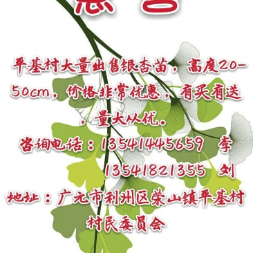 银杏苗