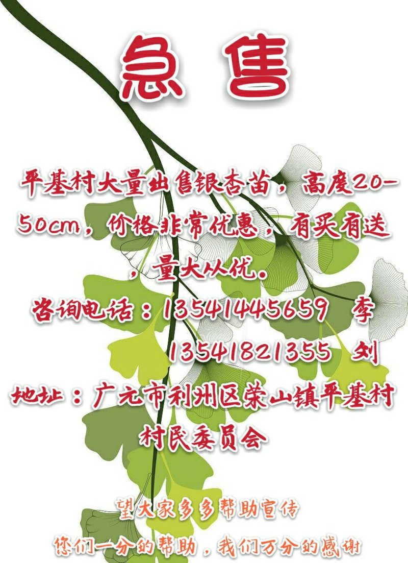银杏苗