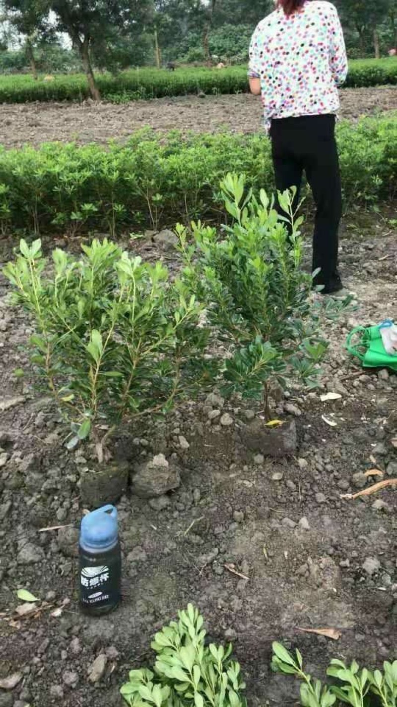 海桐自产自销绿化工程苗品种多质量好