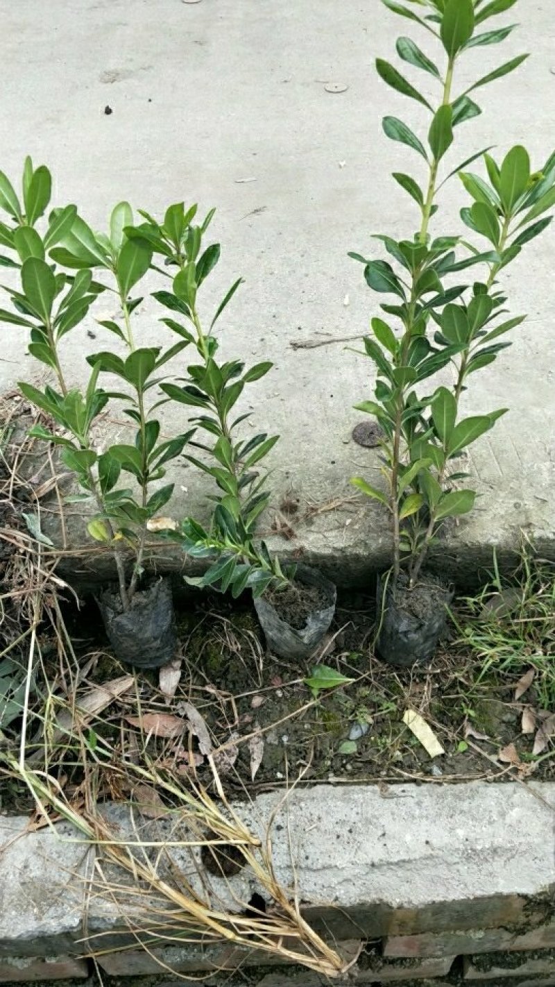 海桐自产自销绿化工程苗品种多质量好