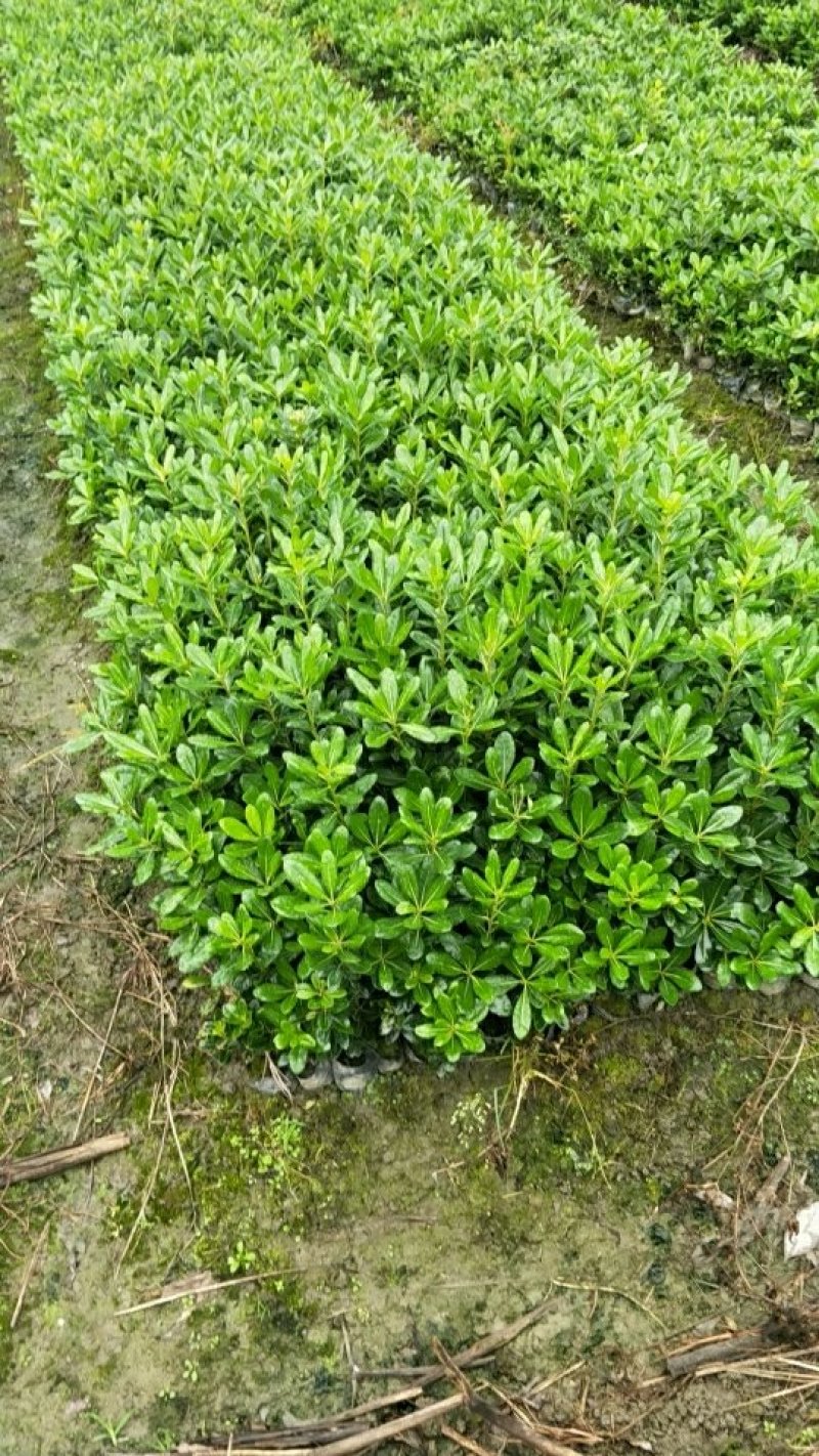 海桐自产自销绿化工程苗品种多质量好