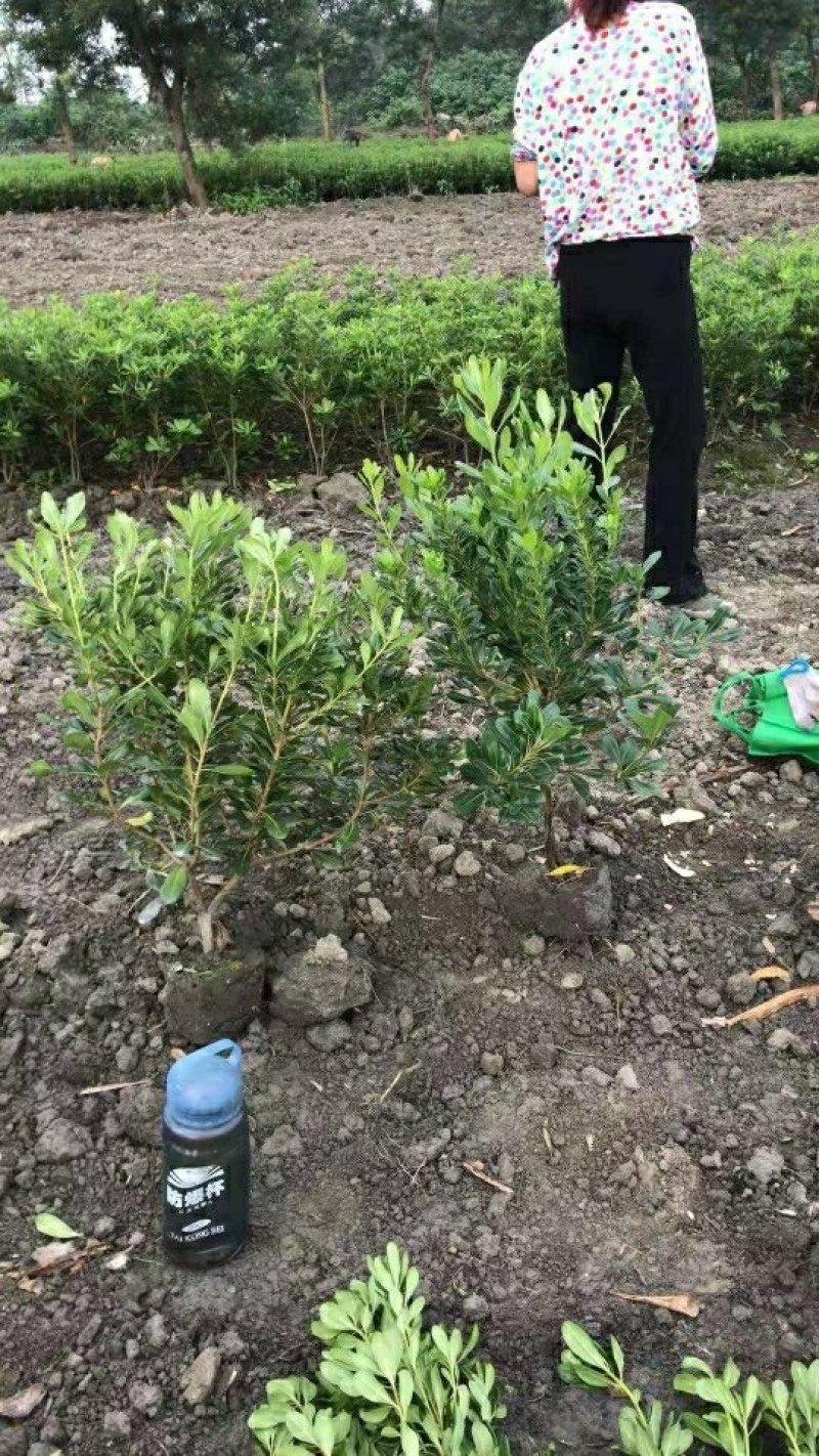 海桐自产自销绿化工程苗品种多质量好