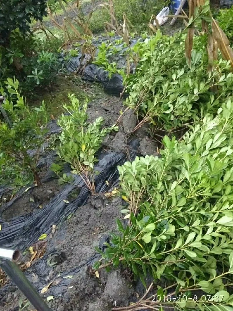 海桐自产自销绿化工程苗品种多质量好
