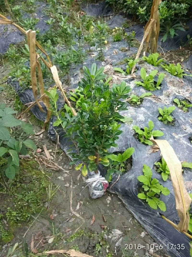 海桐自产自销绿化工程苗品种多质量好