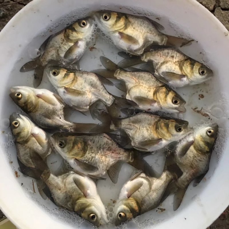 缩骨大头鱼苗缩骨鳙鱼苗缩骨花鲢鱼苗缩骨胖头鱼