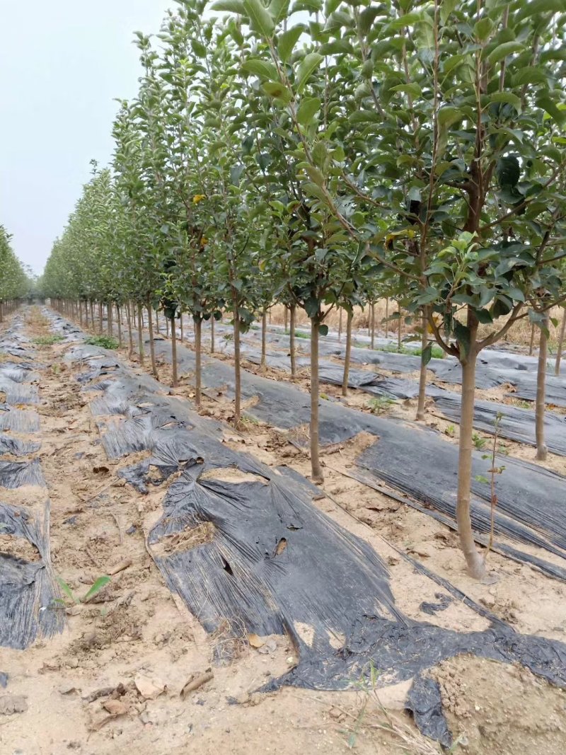 2公分苹果苗，3公分苹果苗，5公分苹果苗