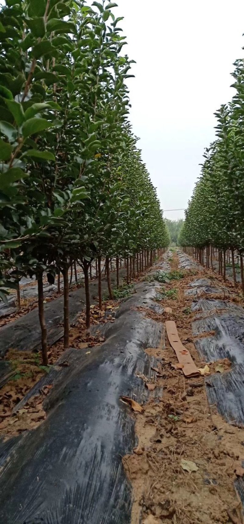 2公分苹果苗，3公分苹果苗，5公分苹果苗