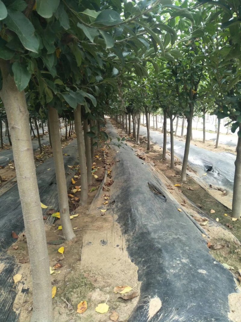 2公分苹果苗，3公分苹果苗，5公分苹果苗
