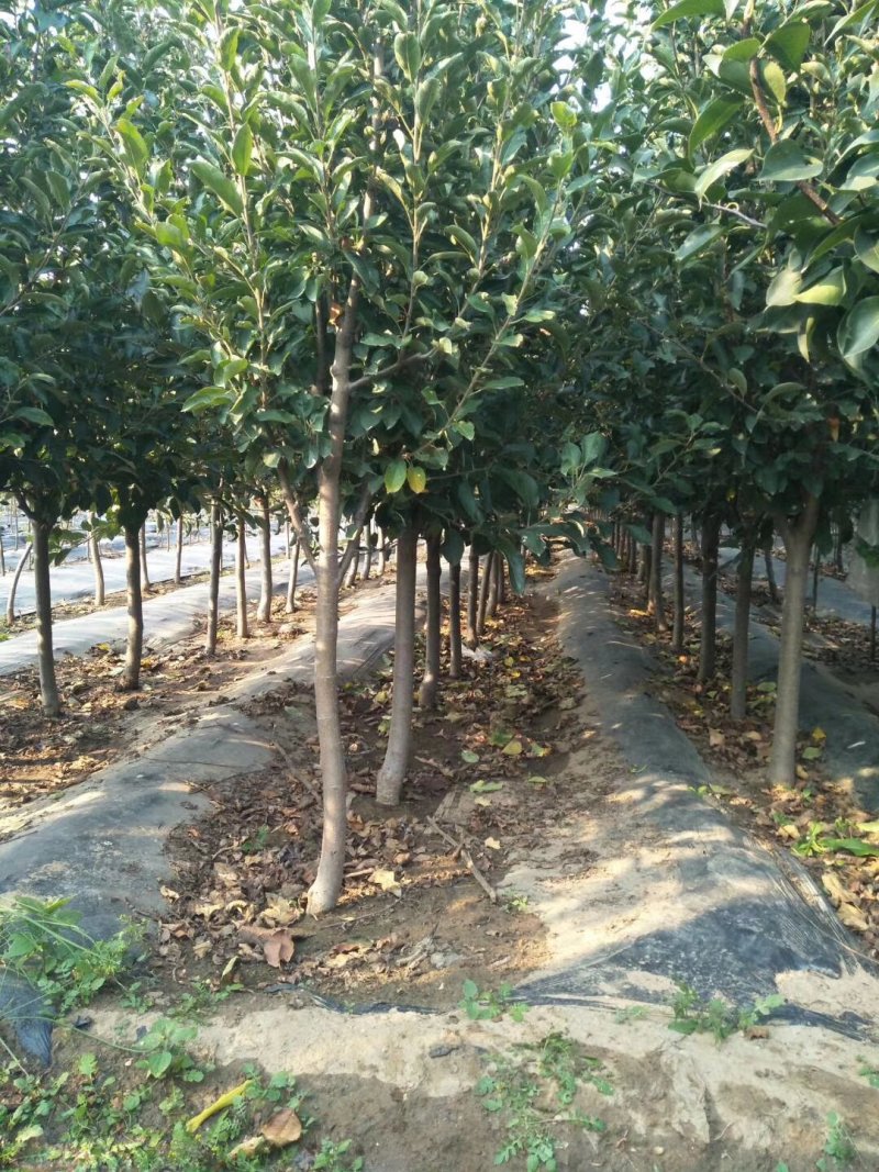 2公分苹果苗，3公分苹果苗，5公分苹果苗