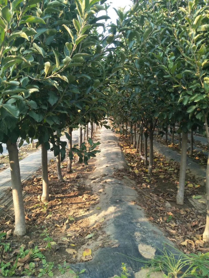2公分苹果苗，3公分苹果苗，5公分苹果苗