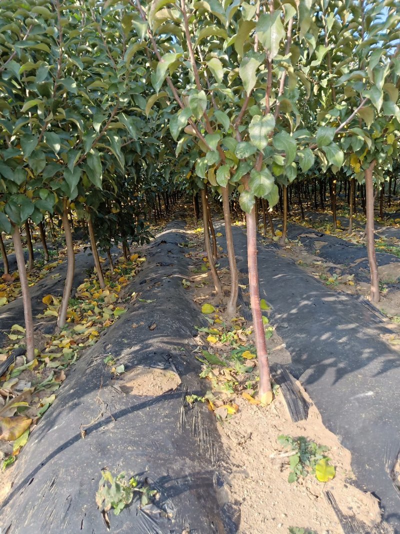 2公分苹果苗，3公分苹果苗，5公分苹果苗