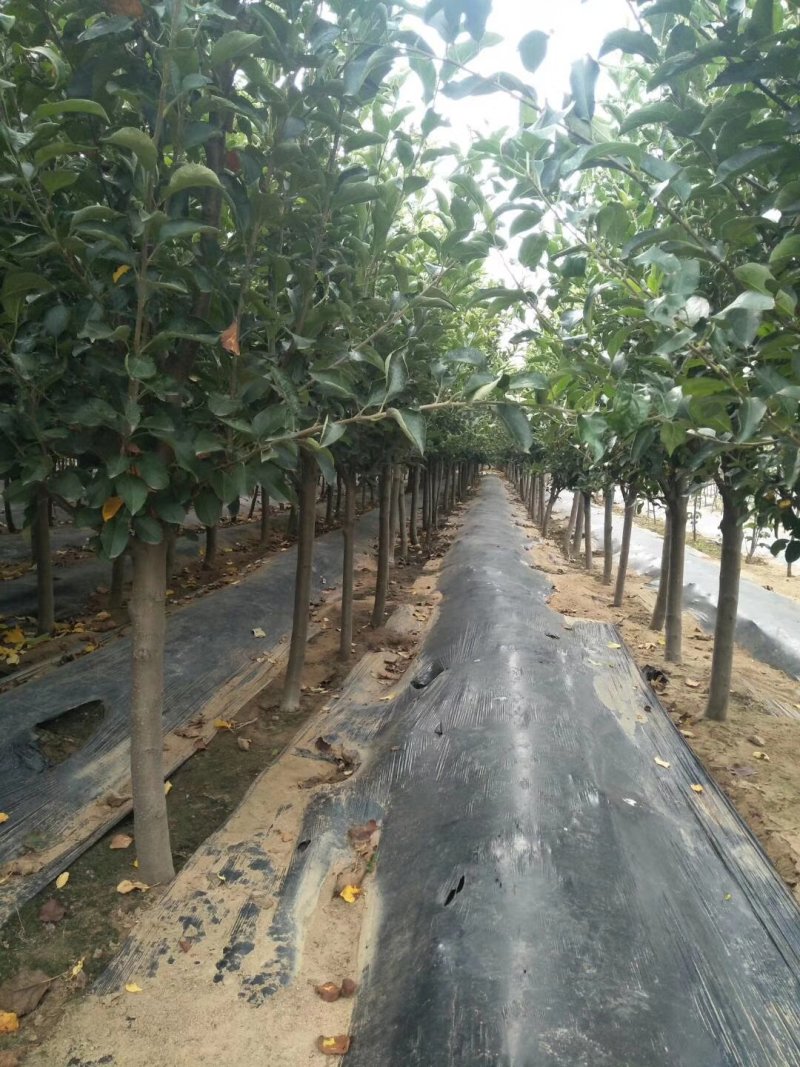 2公分苹果苗，3公分苹果苗，5公分苹果苗