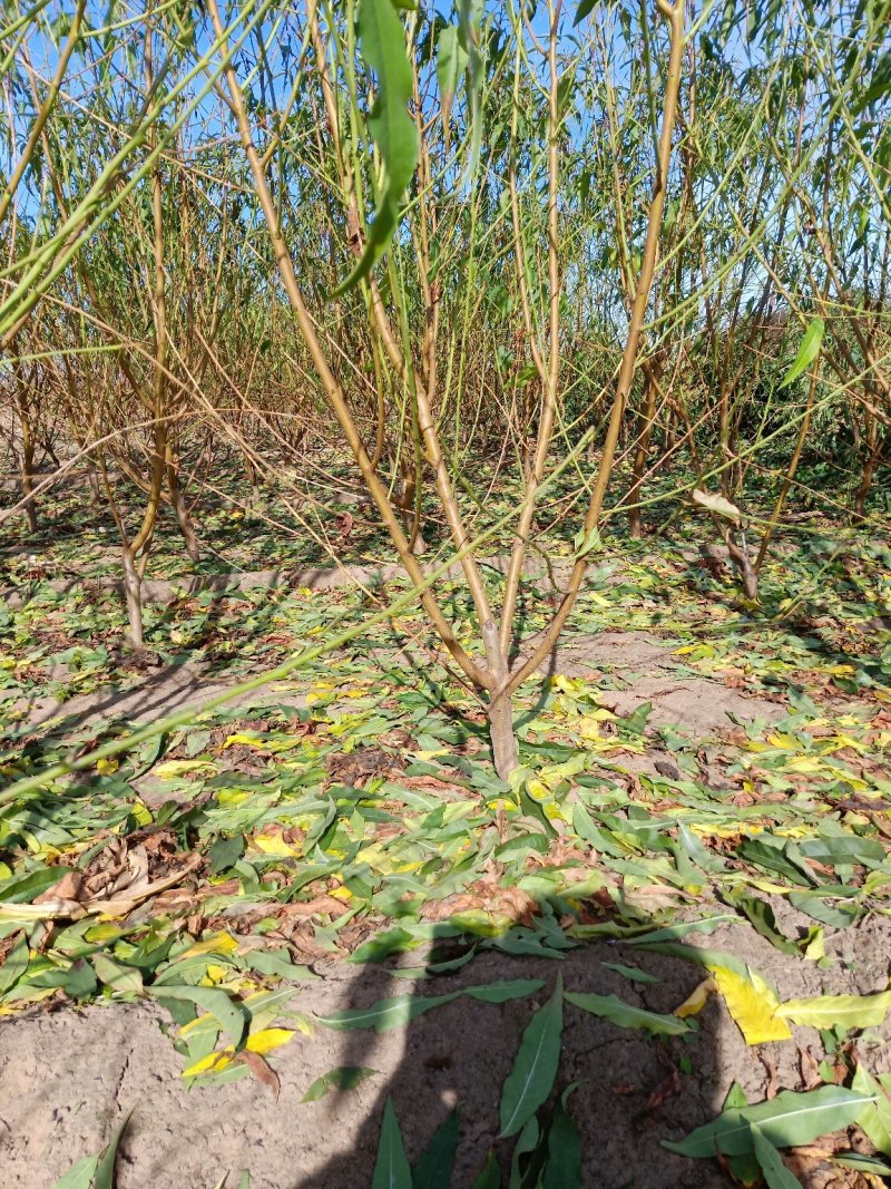 2公分桃树苗，3公分桃树苗，5公分桃树苗