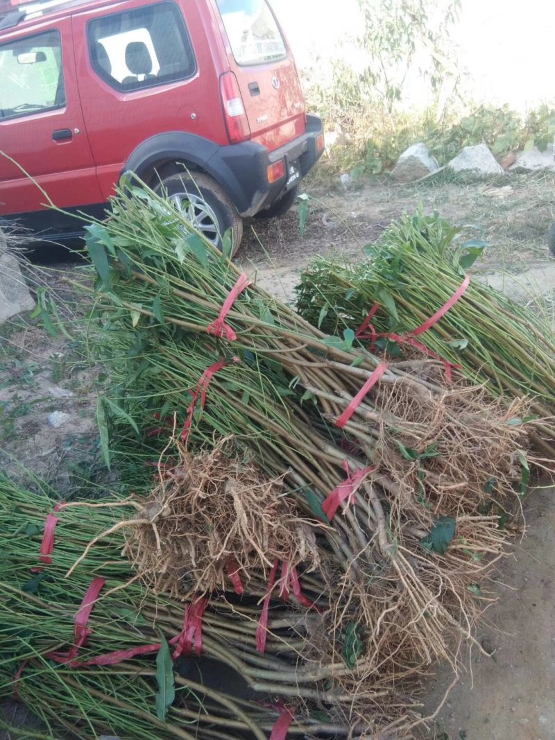 2公分桃树苗，3公分桃树苗，5公分桃树苗