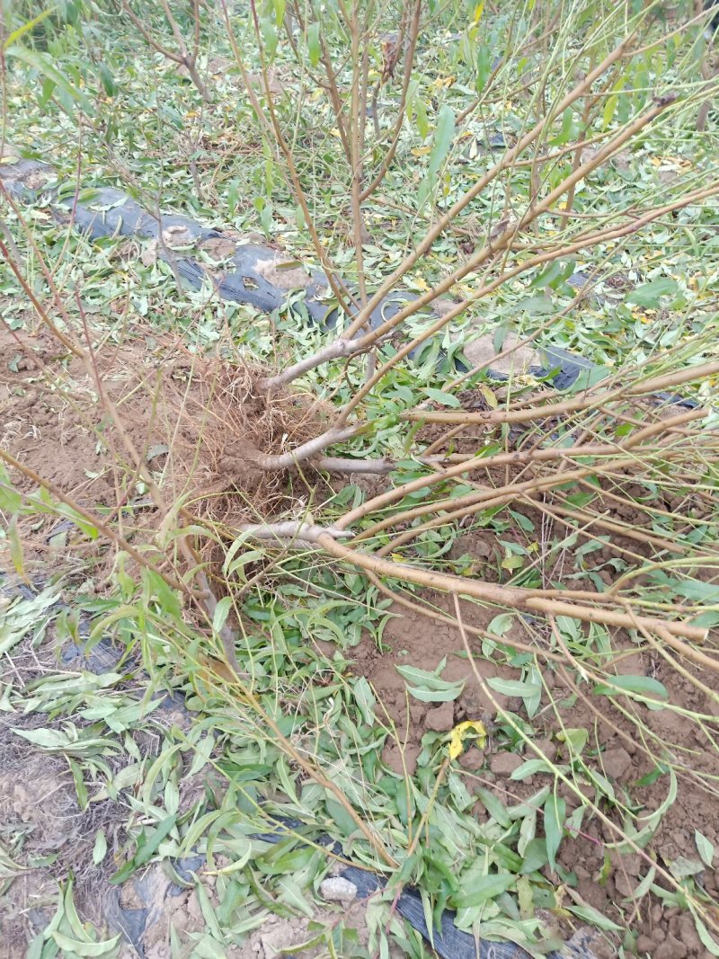 2公分桃树苗，3公分桃树苗，5公分桃树苗